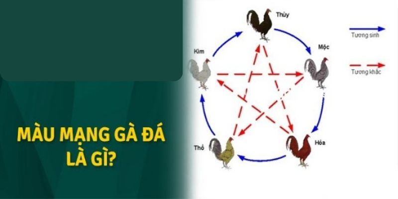 Tìm hiểu về màu mạng gà đá