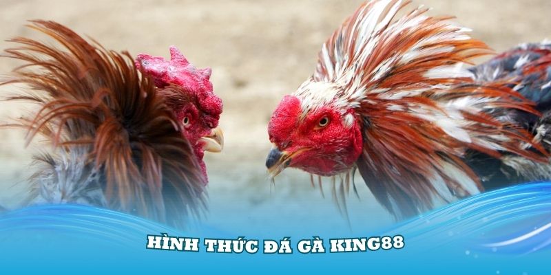 Đá gà King88 là địa chỉ đá gà chất lượng có mặt nhiều năm trên thị trường 